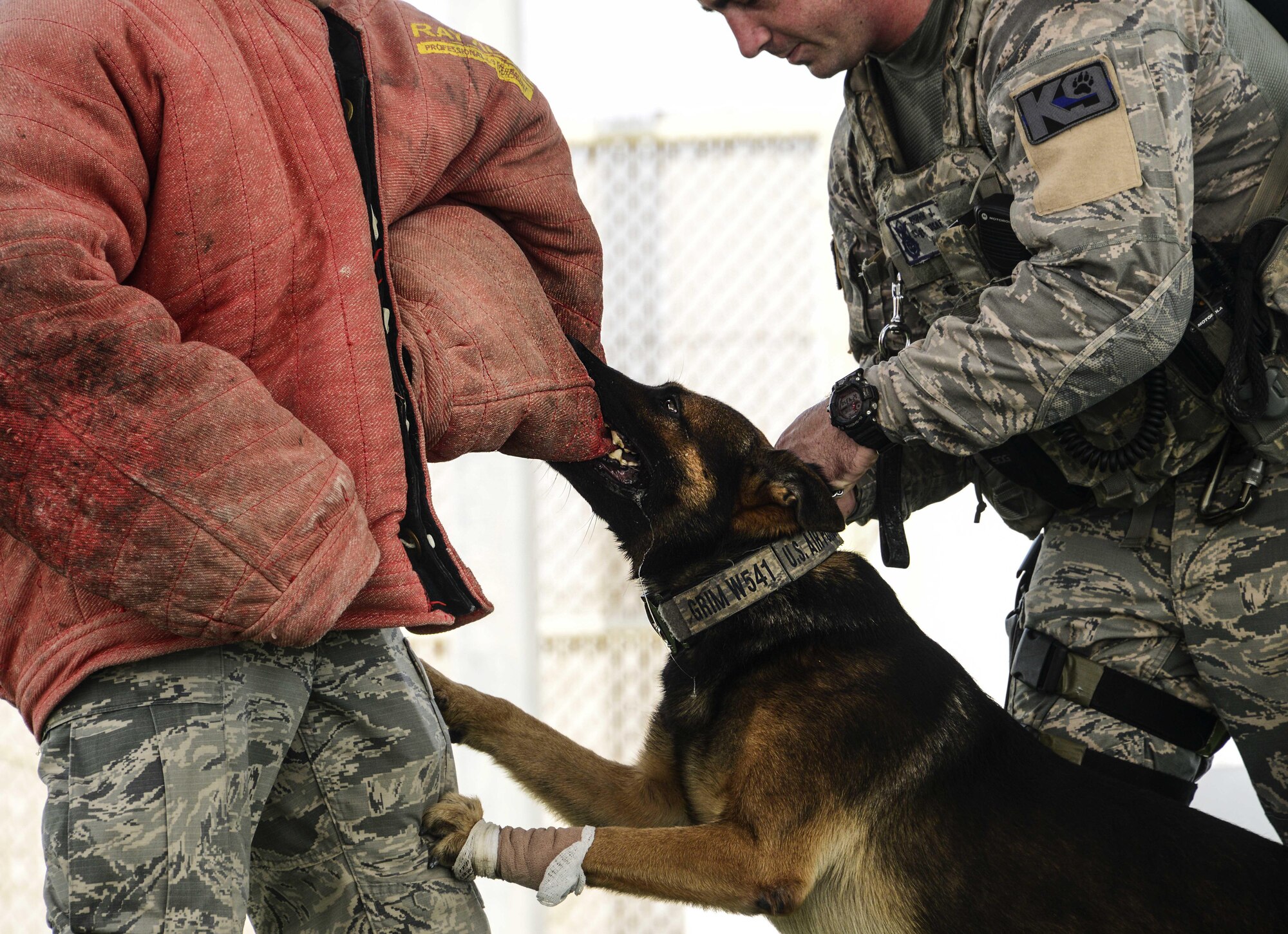 Grim, 379th Expeditionary Security Forces Squadron military working dog, takes a bite out of Staff Sgt. Tyler Sexton’s, 379th ESFS MWD handler, padded sleeves during a training scenario Sept. 15, 2016, at Al Udeid Air Base, Qatar. Grim is a detection patrol dog. MWDs and their handlers assist fellow security forces members in daily operations to protect the base. (U.S. Air Force photo/Senior Airman Janelle Patiño/Released)
