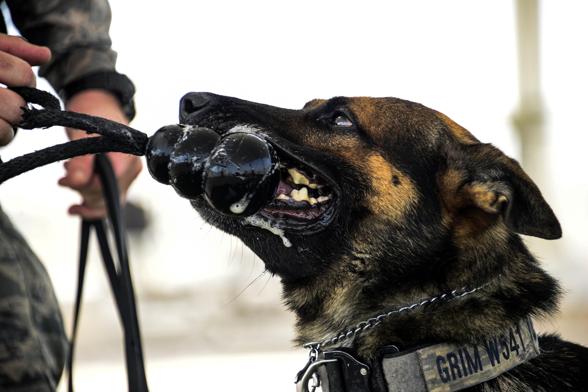 Grim, 379th Expeditionary Security Forces Squadron military working dog, bites his toy while taking a break in training Sept. 15, 2016, at Al Udeid Air Base, Qatar. The MWD team is incorporated into security forces operations that ensure the security of the base. (U.S. Air Force photo/Senior Airman Janelle Patiño/Released)