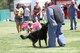 California City Police Department K-9 officer Ty at Tortoise Days Celebration 2016 at California City Central Park this past May. (Courtesy photo by Kane Wickham/Mojave Desert News)