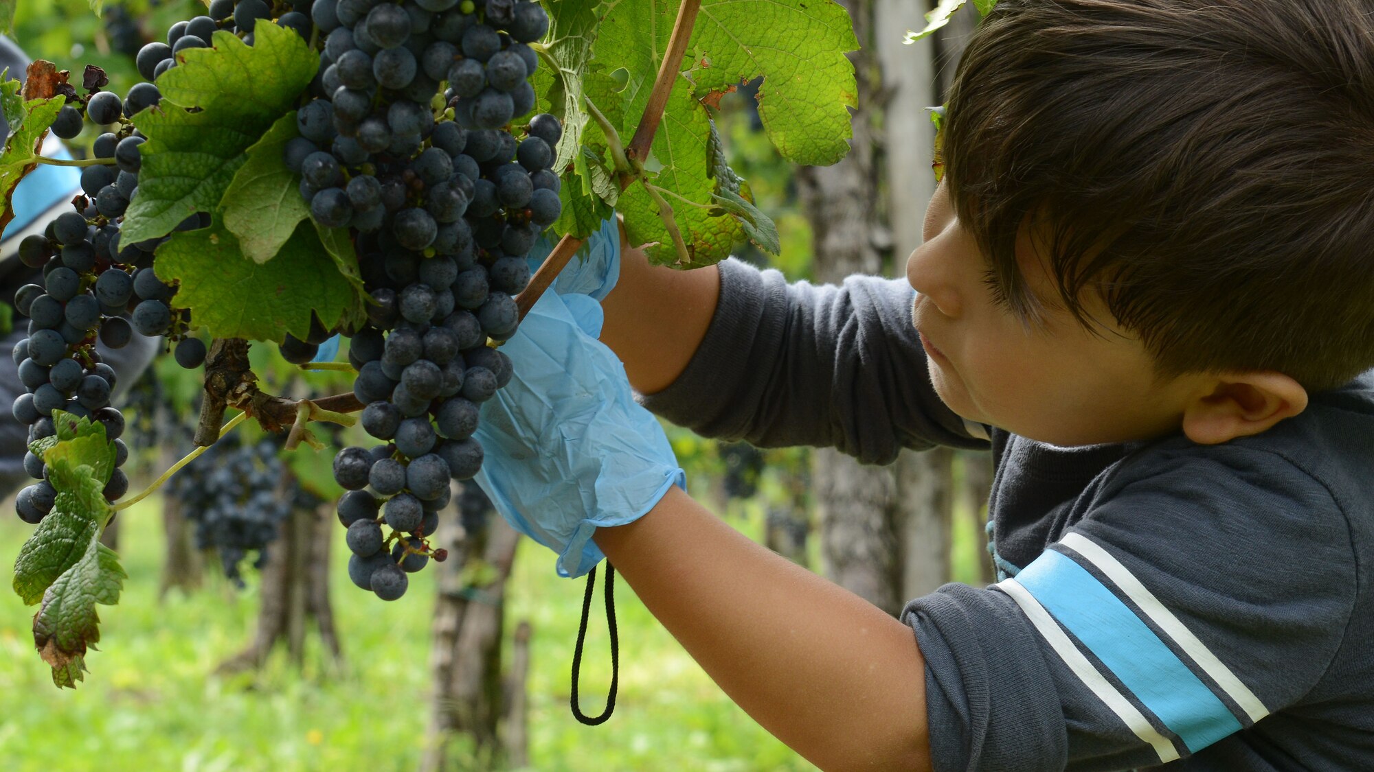 Erza Cano, son of Tech. Sgt. Ruben Cano, 31st Civil Engineer Squadron requirements and optimization NCO in charge, picks grapes during a grape harvest in San Quirino, Italy on Sept. 17, 2016. The annual event affords Wyverns the opportunity to learn about grape harvesting, from seedling to grape cluster to wine. (U.S. Air Force photo by Staff Sgt. Andrew M. Satran/Released)