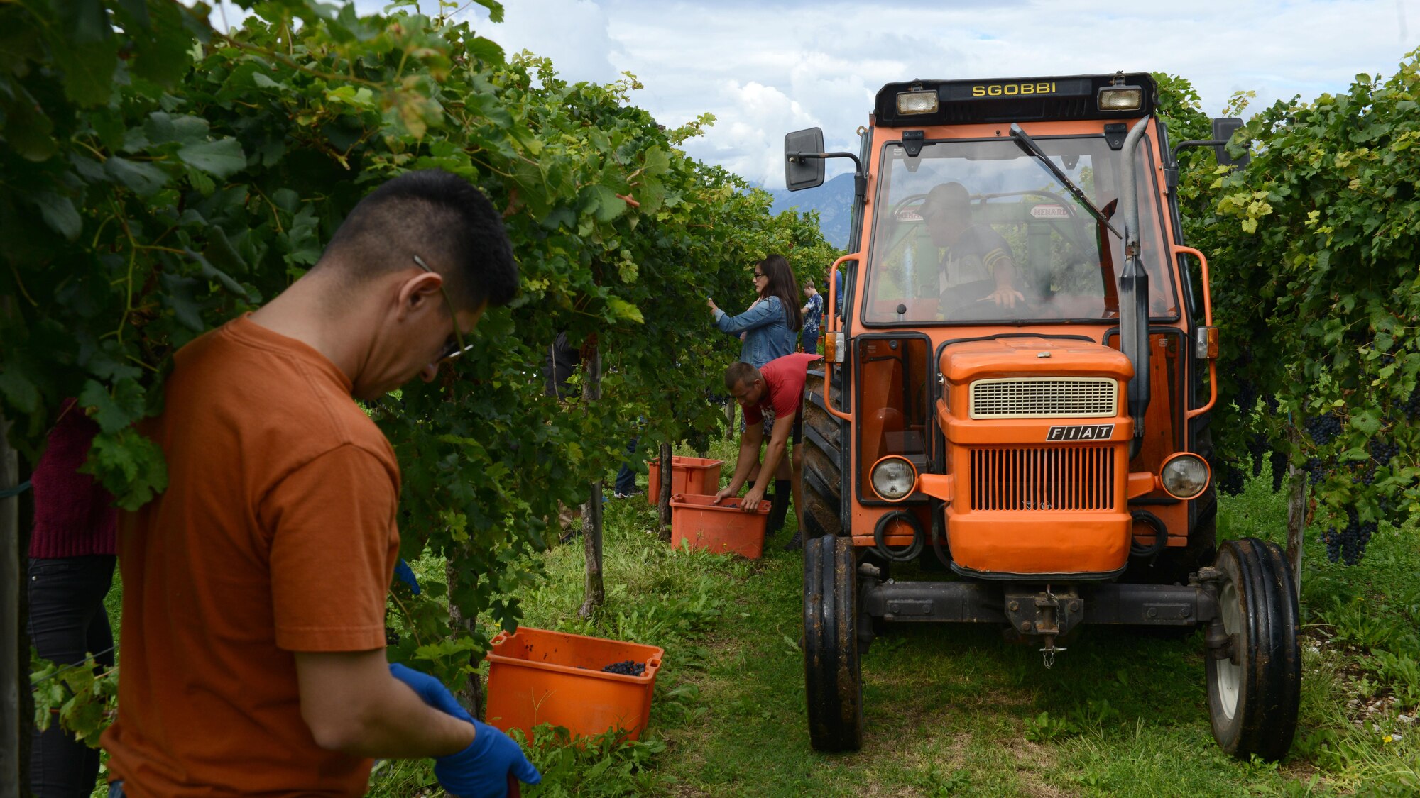 An Italian farmer collects grapes during a grape harvest in San Quirino, Italy on Sept. 17, 2016. The annual event affords Wyverns the opportunity to learn about grape harvesting, from seedling to grape cluster to wine. (U.S. Air Force photo by Staff Sgt. Andrew M. Satran/Released)