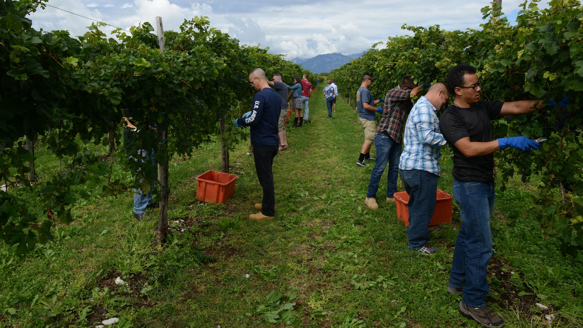 Team Aviano members pick grapes during a grape harvest in San Quirino, Italy on Sept. 17, 2016. The annual event affords Wyverns the opportunity to learn about grape harvesting, from seedling to grape cluster to wine. (U.S. Air Force photo by Staff Sgt. Andrew M. Satran/Released)