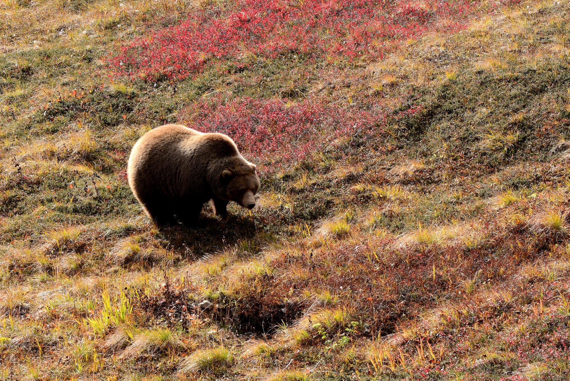 A grizzly bear searches for food along the road through Denali National Park and Preserve, Alaska, Sept. 17, 2016. On-lookers were able to pull over and snap photos of the grizzly, making sure to stay a safe distance away from the bears. (U.S. Air Force photo by Airman 1st Class Cassandra Whitman)