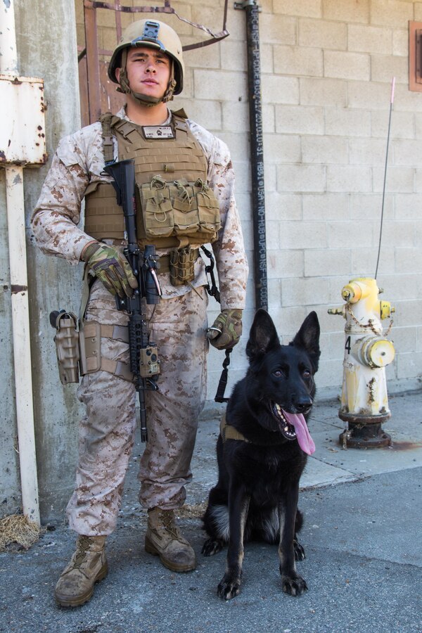 LOS ALAMITOS AIRFIELD, Calif. (September 14, 2016) - Lance Cpl. Kenneth Miller and his military working dog, Tesa, stand guard near the front gate of an evacuee control center during a military-assisted noncombatant evacuation operation training exercise, which is part of the 11th Marine Expeditionary Unit’s Certification Exercise aboard Los Alamitos Airfield, Calif., Sept. 14, 2016. Tesa is trained to detect explosives and assist in apprehending suspects. Miller is a military working dog handler; he and Tesa are with the 11th MEU. (U.S. Marine Corps photo by Lance Cpl. Brandon Maldonado/Released)