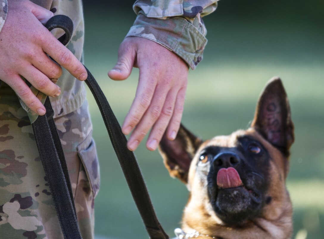 A military working dog handler signals his dog Sept. 20 during a demonstration at the Military Police Spouses Challenge at Fort Leonard Wood, Missouri. MPs attended events throughout the week to mark the regiment's 75th anniversary. (U.S. Army photo by Sgt. 1st Class Jacob Boyer/Released)