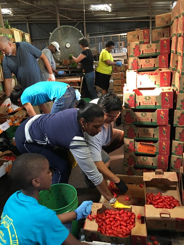 Valerie Thompson, DoD Feds Feed Families champion, and volunteer Orlando Lau collect tomatoes to help fight hunger at the nonprofit Mid-Atlantic Gleaning Network, also known as MAGNET, food warehouse in Cheltenham, Md., Aug. 6, 2016. Courtesy photo
