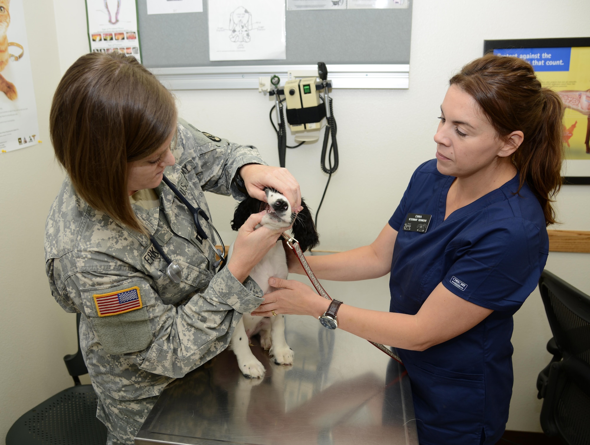 Public vet hotsell near me