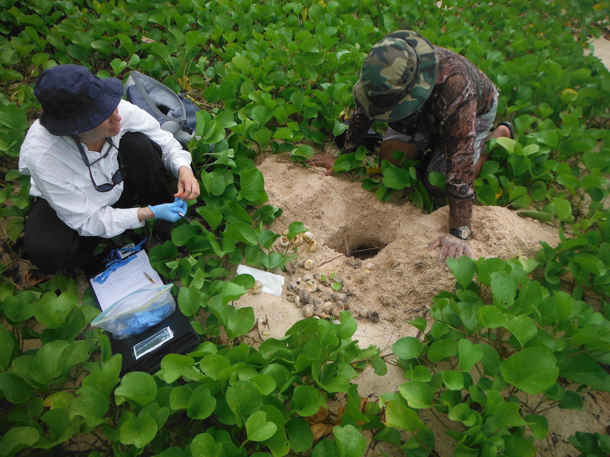 Marine biologists examine a hatched Green Turtle nest at Chulu Beach on the Island of Tinian, Sept. 18, 2016. The endangered Green Turtle egg nest was expected to hatch around the time the 31st Marine Expeditionary Unit was scheduled to conduct a boat raid to Chulu beach as part of Exercise Valiant Shield. Valiant Shield is a biennial U.S. Air Force, Navy and Marine Corps exercise held in Guam, focusing on real-world proficiency in sustaining joint forces at sea, in the air, on land and in cyberspace. (U.S. Marine Corps photo by Lance Cpl. Kelsey Dornfeld)