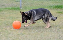 Military working dog Deny plays with a ball at Minot Air Force Base, N.D., Sept. 22, 2016. There are currently nine MWD’s stationed at MAFB.  A form of recreational exercise is required for MWD a minimum of seven hours each month to ensure their health and readiness. (U.S. Air Force photo/Senior Airman Kristoffer Kaubisch)