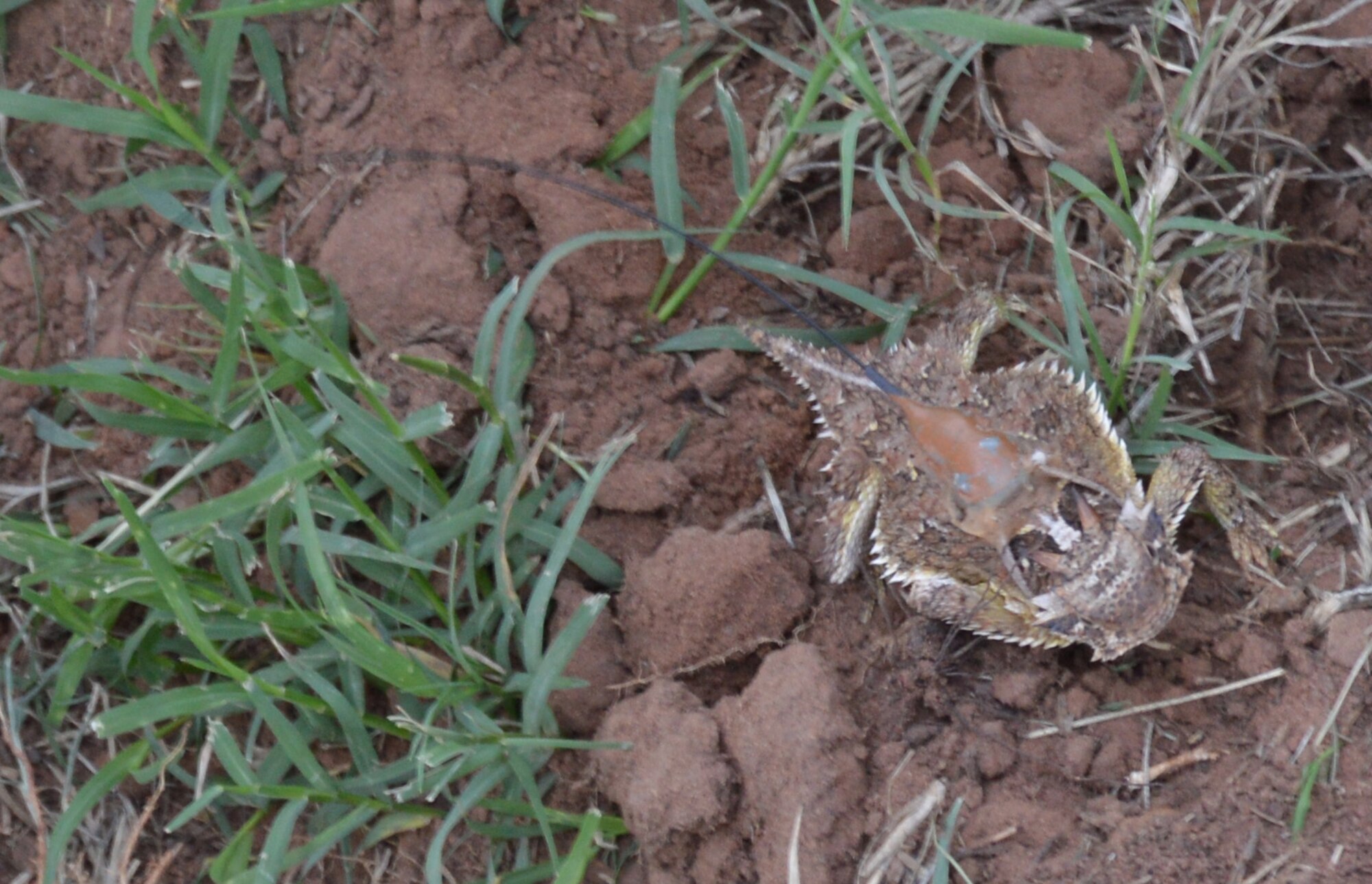 A Texas horned lizard, equipped with a tiny tracking device, checks out his surroundings at the Wildlife Expo. Members of the Natural Resources team attach the transmitters to the lizards with temporary adhesive, then release the lizard back into the grasslands on Tinker. The lizards don’t stray far, but their camouflage and small size make locating them a learned feat for researchers. (Air Force photo by April McDonald)