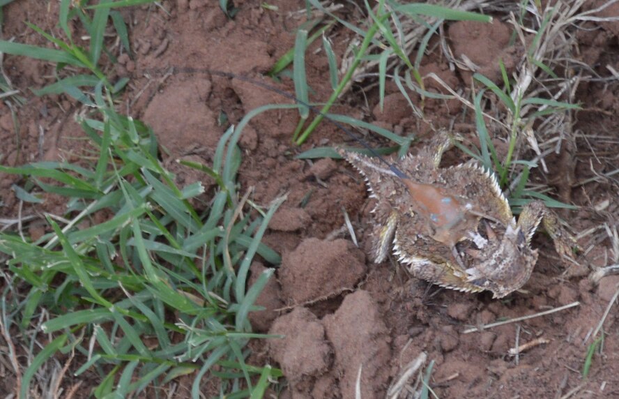 A Texas horned lizard, equipped with a tiny tracking device, checks out his surroundings at the Wildlife Expo. Members of the Natural Resources team attach the transmitters to the lizards with temporary adhesive, then release the lizard back into the grasslands on Tinker. The lizards don’t stray far, but their camouflage and small size make locating them a learned feat for researchers. (Air Force photo by April McDonald)