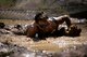 A participant, crawls through a mud pit under a cargo net during the 2017 Defenders of Liberty Mud run at Barksdale Air Force Base, La., April 1. Mud run participants ran a four-mile course through tough terrain and water, conquering 20 obstacles along the way. (U.S. Air Force photo/Senior Airman Mozer O. Da Cunha)