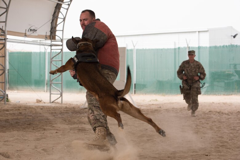 Tech. Sgt. James Swann, 407th Expeditionary Security Forces Squadron military working dog section NCO in charge, catches a military working dog handled by Staff Sgt. Chelsea Boe, 407th ESFS, at the 407th Air Expeditionary Group, March 24, 2017. The K-9s are used to detect threats with their keen sense of smell as well as to subdue potential enemy threats.  (U.S. Air Force photo/Master Sgt. Benjamin Wilson)(Released)