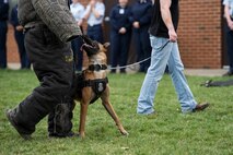Xxoe, 375th Security Force Squadron military working dog, watches Staff Sgt. Alex Inn, 375th SFS MWD handler, during a demonstration for Junior Reserve Training Corps members at Scott Air Force Base, Illinois, March 28, 2017. Members of the 375th SFS also demonstrated procedures for and effect of tasers and let the JROTC members use ‘drunk goggles,’ which simulate the effects of alcohol impairment. (U.S. Air Force photo by Tech. Sgt. Jonathan Fowler)