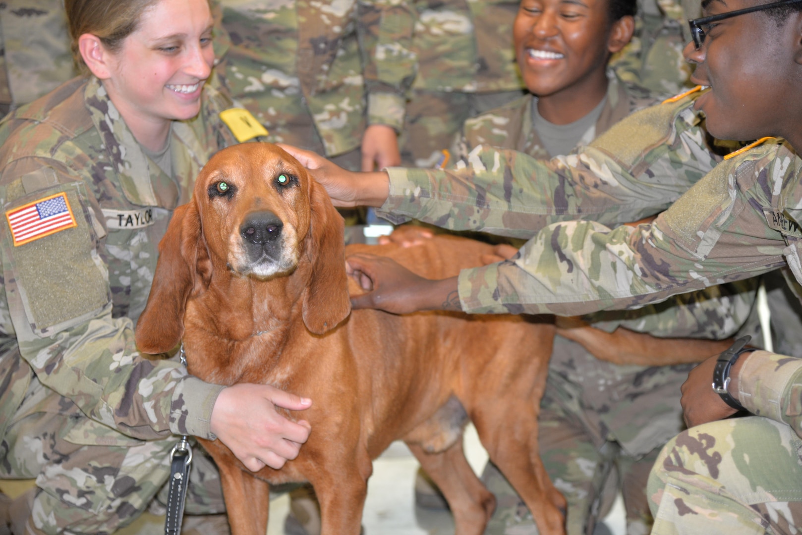 Animal care specialists at the U.S. Army Medical Department Center and School Veterinary Training Center, Animal Health Branch, at Joint Base San Antonio-Fort Sam Houston pet Oliver, a hound dog. Oliver is one of several retiring government-owned animals, dogs and cats, who are being put up for adoption so they can be placed in a new home.