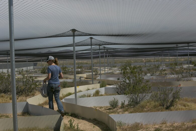 Mary Lane Poe, biologist, Natural Resources and Environmental Affairs, feeds the juvenile tortoises too young to be released at the enclosures at the Headstart facility at the Tortoise Research and Captive Rearing Site aboard Marine Corps Air Ground Combat Center, Twentynine Palms, Calif., April 5, 2017. TRACRS released 50 juvenile tortoises in March. The program was designed to find effective ways to increase the population of the tortoises on and around the installation as well as to solve potential problems wild tortoises face today. (U.S. Marine Corps photo by Lance Cpl. Dave Flores)