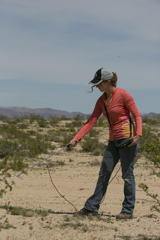 Mary Lane Poe, biologist, Natural Resources and Environmental Affairs, tracks released desert tortoises using directional antennas and receivers at Sand Hill training area aboard Marine Corps Air Ground Combat Center, Twentynine Palms, Calif., April 5, 2017. The release of 50 juvenile tortoise from the Tortoise Research and Captive Rearing Site occurred in March. The program was designed to find effective ways to increase the population of the tortoises on and around the installation as well as solve potential problems that wild tortoises face today. (U.S. Marine Corps photo by Lance Cpl. Dave Flores)