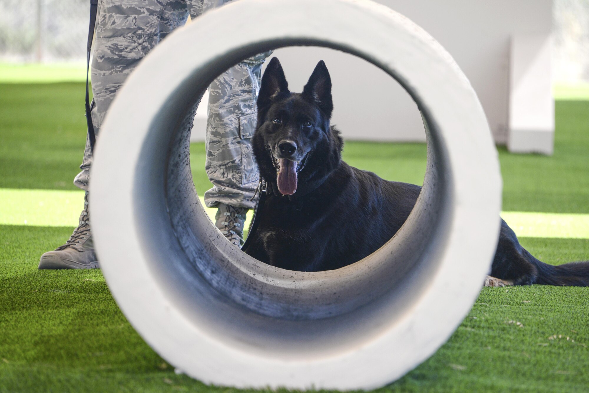 U.S. Air Force military working dog, Lana, assigned to the 355th Security Forces Squadron at Davis-Monthan Air Force Base, Ariz., relaxes after completing obedience training at the new MWD facility March 16, 2017. MWDs and their handlers support the Department of Defense, other government agencies and allies through training, logistical, veterinary support and research and development for security efforts worldwide. (U.S. Air Force photo by Airman 1st Class Giovanni Sims)