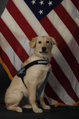 Tessa, the Air Force’s first Sexual Assault Prevention and Response K-9, poses for an official photo April 6, 2017, at Eielson Air Force Base, Alaska. Tessa’s main goal is to comfort victims of sexual assault, and is joining the 354th Fighter Wing SAPR office, which has a team of 16 certified victim advocates. (U.S. Air Force photo by Staff Sgt. Ashley Nicole Taylor)