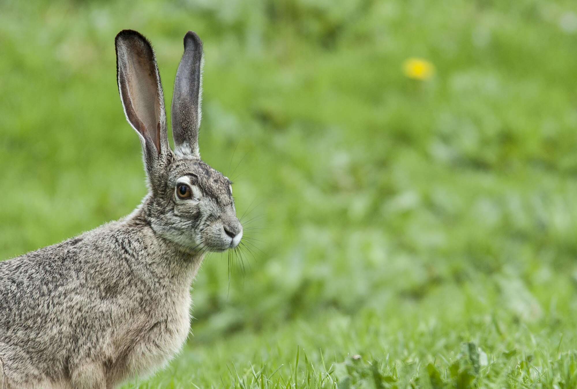 A jackrabbit pauses to look around while munching the green grass, June 13, 2012, Travis Air Force Base, California. Travis is host to many forms of wildlife, including threatened and endangered species.(U.S. Air Force photo/ Heide Couch)