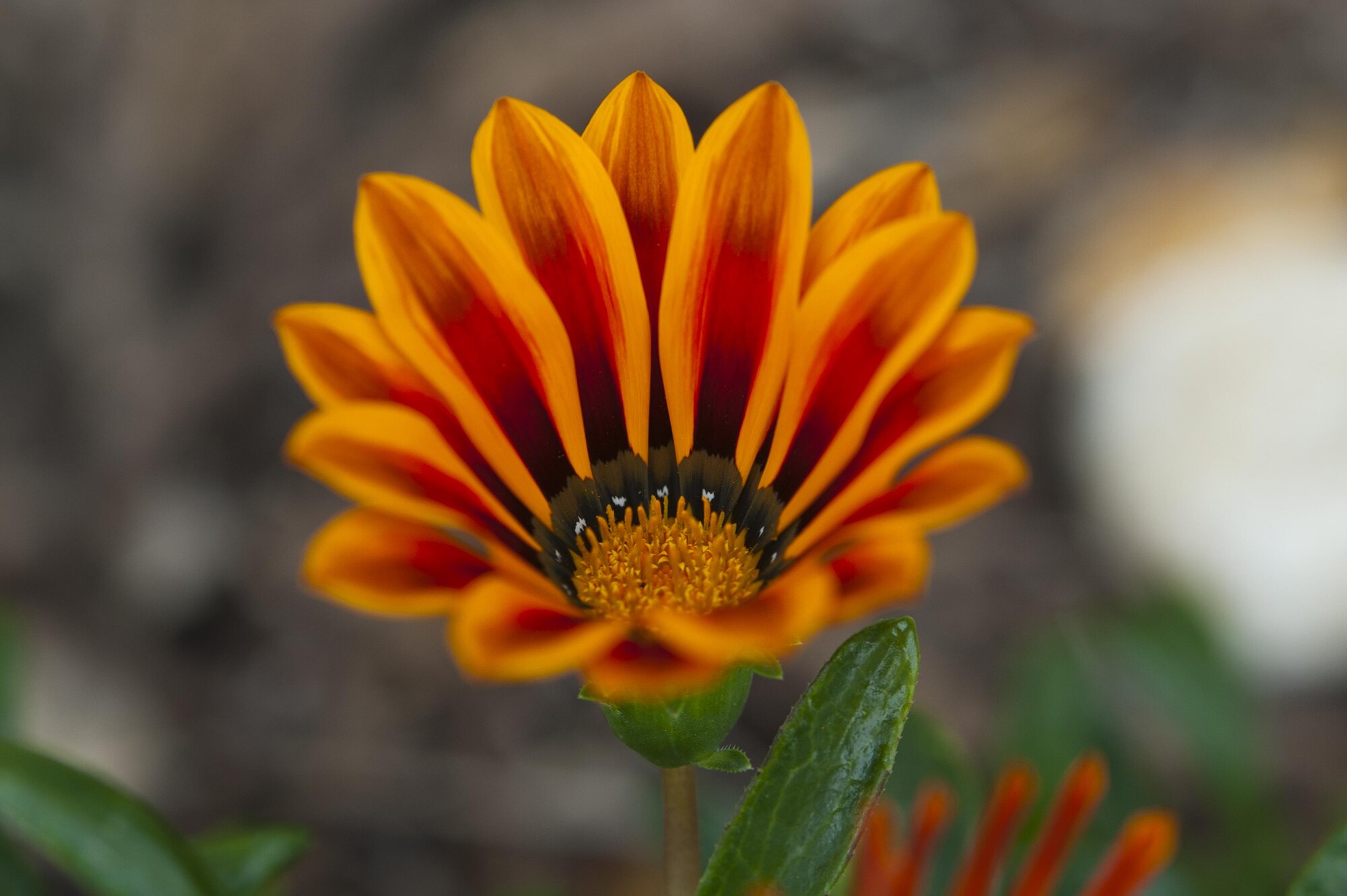 A flower blooms in the early spring warmth, May 29, 2012, Travis Air Force Base, California. Travis is host to many forms of wildlife, including threatened and endangered species.(U.S. Air Force photo/ Heide Couch)