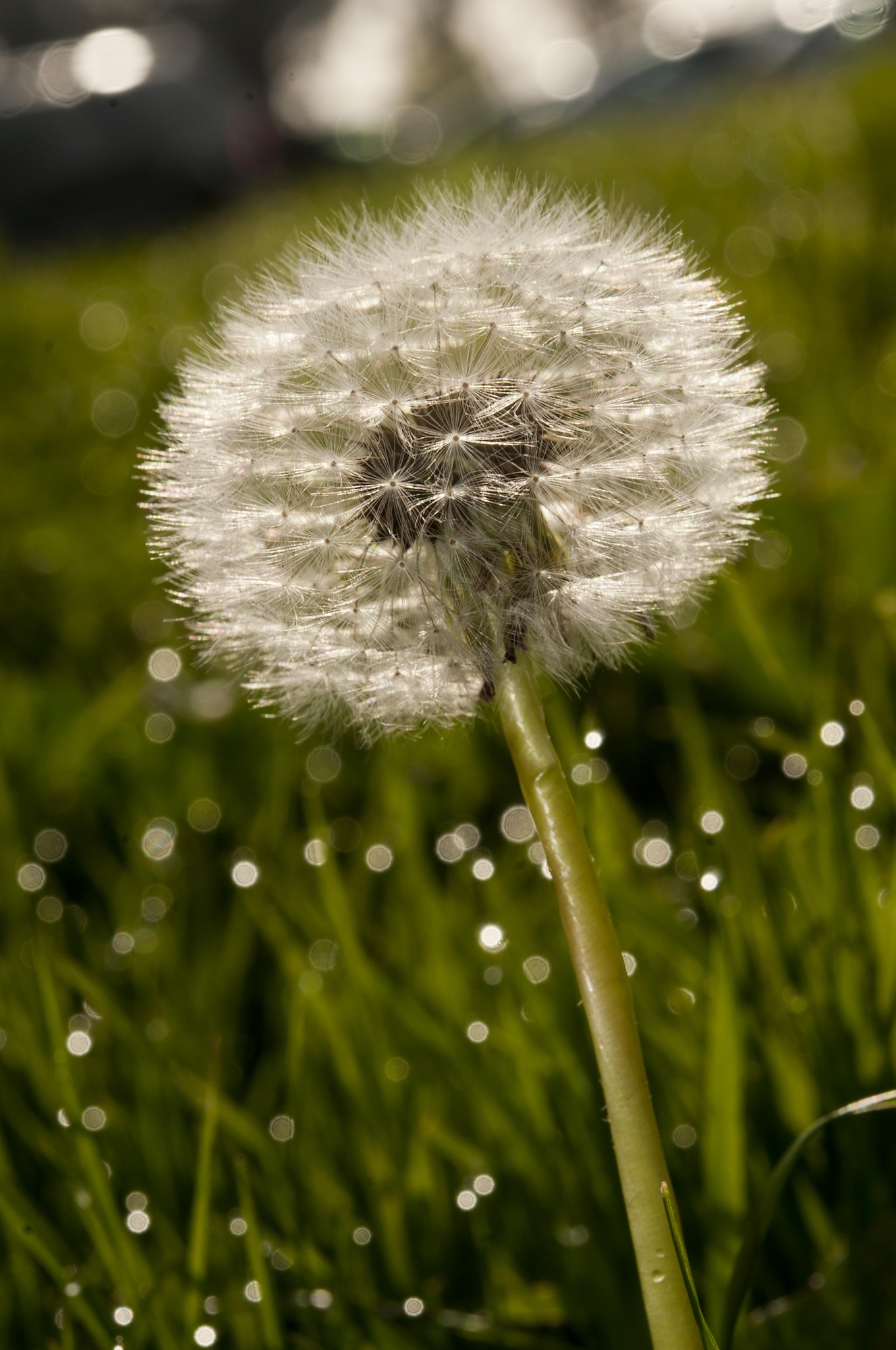 A dandelion seed head grows in the grass at Travis Air Force Base, Calif., May 30, 2012. Dandelions are invasive species native to Europe, all parts of the plant are edible, and used for food and well as medical purposes.(U.S. Air Force photo/ Heide Couch)