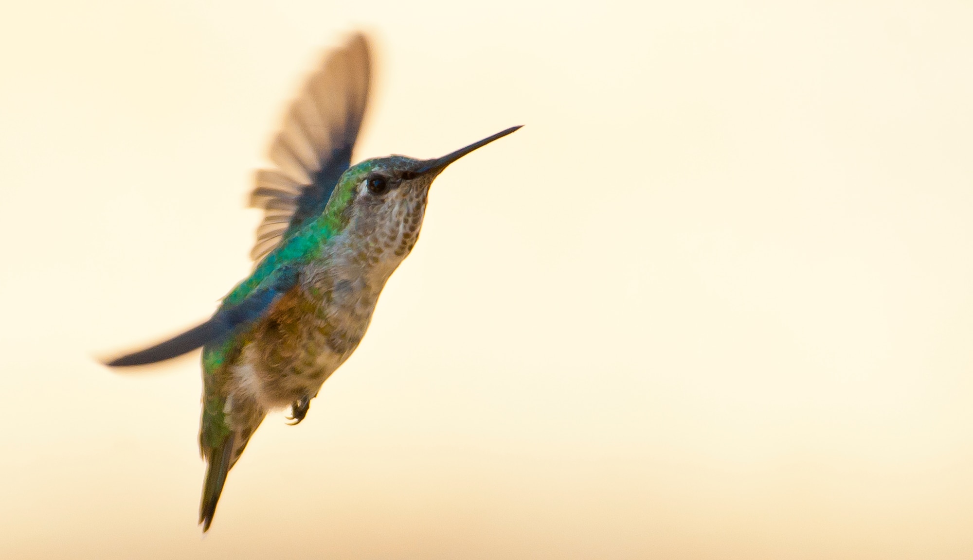 A female Anna’s Hummingbird, searches for blooming flowers, June 12, 2012, Travis Air Force Base, California. Travis is host to many forms of wildlife, including threatened and endangered species.(U.S. Air Force photo/ Heide Couch)
