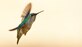 A female Anna’s Hummingbird, searches for blooming flowers, June 12, 2012, Travis Air Force Base, California. Travis is host to many forms of wildlife, including threatened and endangered species.(U.S. Air Force photo/ Heide Couch)