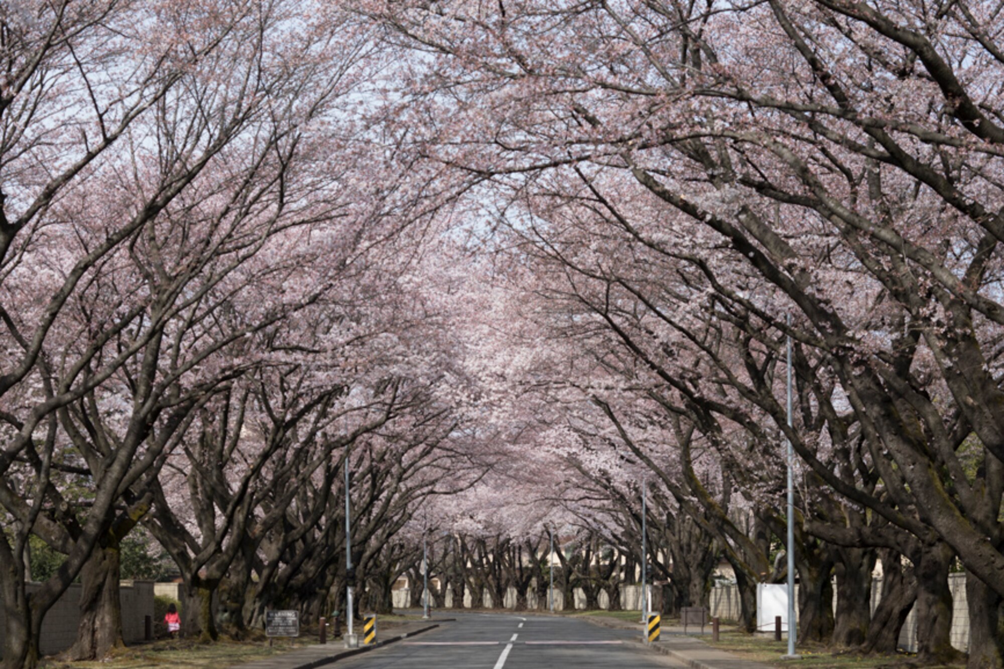 Cherry blossoms are in full bloom along McGuire Avenue at Yokota Air Base, Japan, April 6, 2017. According to the Japan Meteorological Agency, it had reached full bloom one day earlier than expected and two days later than last year's bloom. (U.S. Air Force photo  by Yasuo Osakabe)