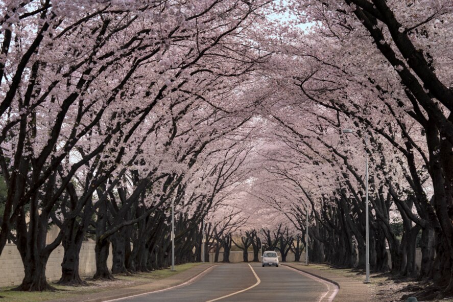 Cherry blossoms are in full bloom along McGuire Avenue at Yokota Air Base, Japan, April 10, 2017. According to the Japan Meteorological Agency, it had reached full bloom one day earlier than expected. (U.S. Air Force photo  by Yasuo Osakabe)