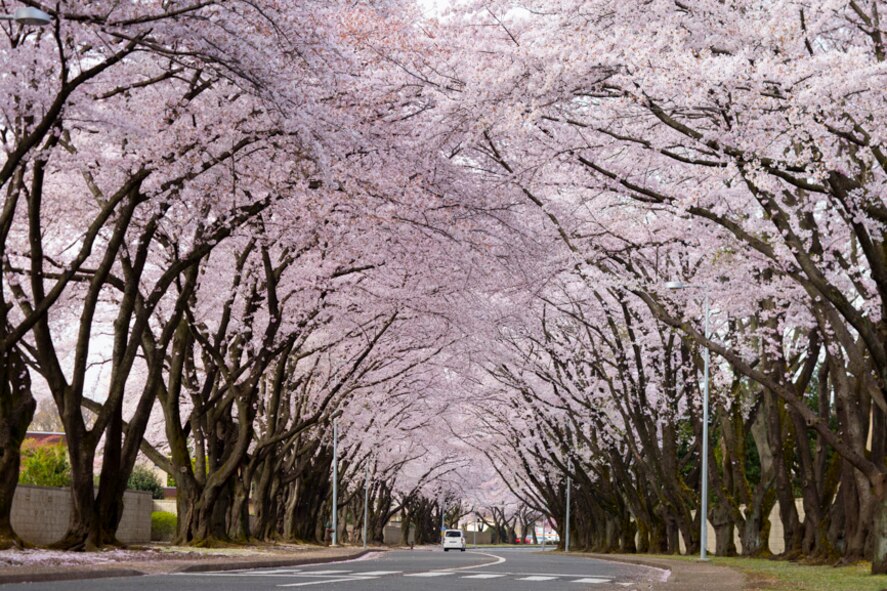 Cherry blossoms are in full bloom along McGuire Avenue at Yokota Air Base, Japan, April 10, 2017. According to the Japan Meteorological Agency, it had reached full bloom one day earlier than expected. (U.S. Air Force photo  by Yasuo Osakabe)