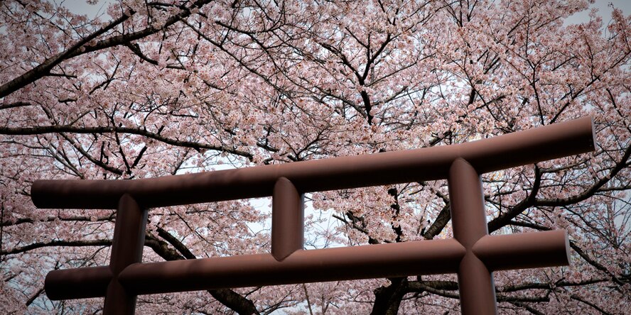 Cherry blossoms are in full bloom in West side of Yokota Air Base, Japan, April 10, 2017. According to the Japan Meteorological Agency, it had reached full bloom one day earlier than expected. (U.S. Air Force photo  by Yasuo Osakabe)