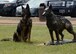 Chrach, 56th Security Forces Squadron military working dog, poses next to a statue dedicated to his service in Fowler Park at Luke Air Force Base, Arizona, April 7, 2017. Chrach is a 9 year old German Sheppard who earned numerous awards and medals for his actions while deployed overseas. (U.S. Air Force photo by Senior Airman Devante Williams)