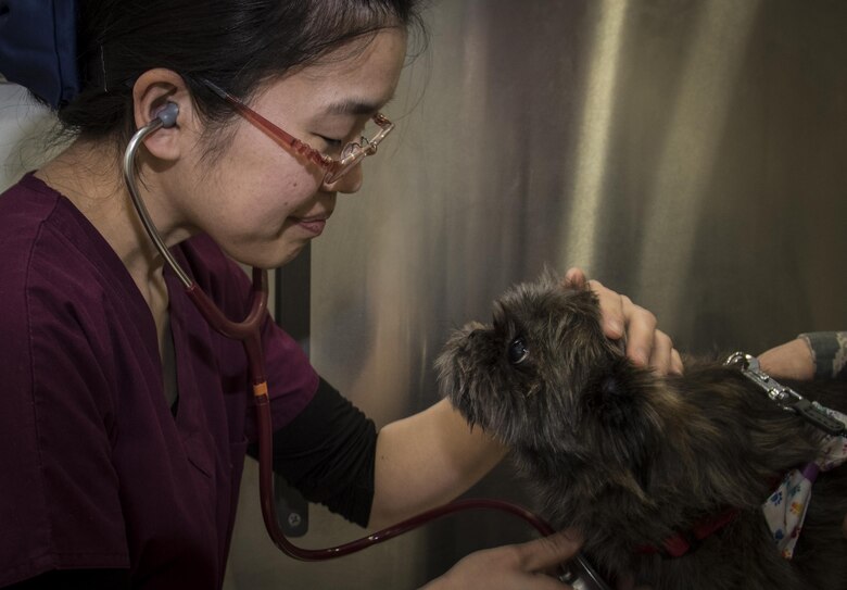 A round of a paws for Team Misawa vet clinic > Misawa Air Base