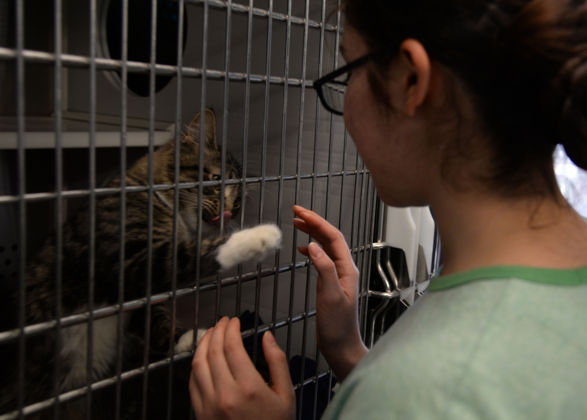 Airman 1st Class Habeebee Velazquez-Campos, 5th Logistics Readiness Squadron vehicle maintainer, plays with Buttercup, a young tabby cat, at Souris Valley Animal Shelter in Minot, N.D., March 29, 2017. Airmen with the 5th LRS volunteered their time at the shelter by caring for animals and cleaning the facility. (U.S. Air Force photo/Airman 1st Class Dillon J. Audit) 