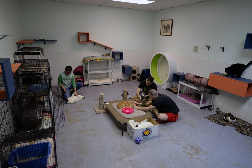 Airmen from the 5th Logistics Readiness Squadron play with cats at the Souris Valley Animal Shelter in Minot N.D., March 29, 2017. Airmen volunteered two hours to help clean, organize and take care of the animals at the shelter. (U.S. Air Force photo/Airman 1st Class Dillon J. Audit) 