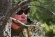 SCHREIVER AIR FORCE BASE, Colo. -- Senior Airman Jacob Berryman, 10th Security Forces Squadron, stands guard while keeping a lookout for cadre acting as insurgents during the 2017 Reduced Combat Leaders Course held at the U.S. Air Force Academy in Colorado on Friday, Apr. 7th, 2017. The course provides seven days of classroom and field training exercises that focus on developing combat leadership skills of junior non-commissioned officers and company grade officers in the Security Forces career field. (U.S. Air Force photo/Senior Airman Laura Turner)