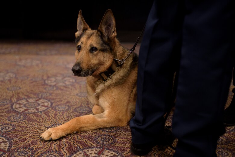 PETERSON AIR FORCE BASE, Colo. – Gina, 21st Security Forces Squadron military working dog, and Senior Airman Amanda Legault, 21st SFS MWD handler, await the start of Gina’s retirement ceremony in the base auditorium at Peterson Air Force Base, Colo., April 10, 2017. Gina served in three deployments during her days as an active duty MWD. (U.S. Air Force photo by Airman 1st Class Dennis Hoffman)