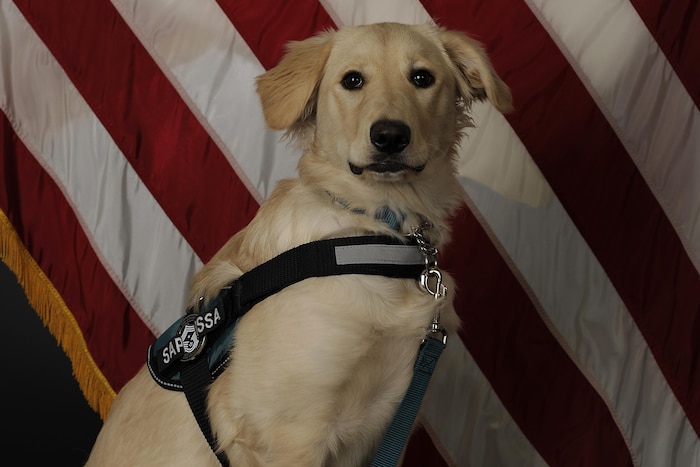 Tessa, the Air Force’s first Sexual Assault Prevention and Response K-9, poses for an official photo April 6, 2017, at Eielson Air Force Base, Alaska. Tessa’s main goal is to comfort victims of sexual assault, and she is joining the 354th Fighter Wing SAPR office, which has a team of 16 certified victim advocates. Air Force photo by Staff Sgt. Ashley Nicole Taylor