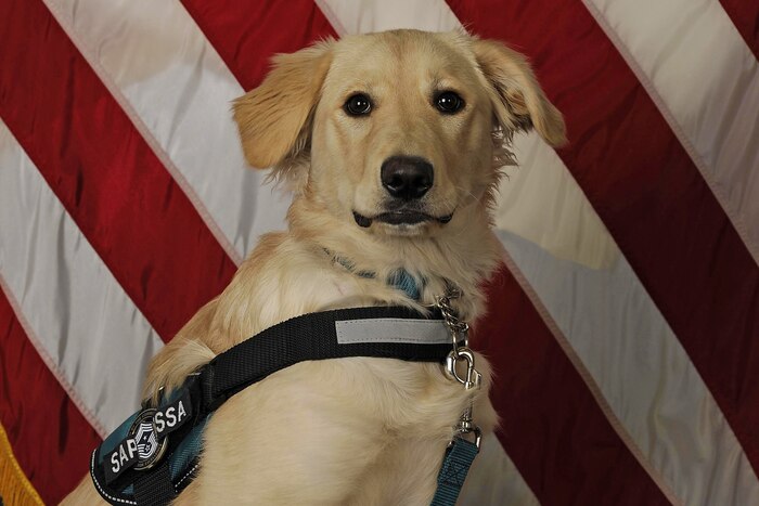 Tessa, the Air Force’s first Sexual Assault Prevention and Response K-9, poses for an official photo April 6, 2017, at Eielson Air Force Base, Alaska. Tessa’s main goal is to comfort victims of sexual assault, and she is joining the 354th Fighter Wing SAPR office, which has a team of 16 certified victim advocates. Air Force photo by Staff Sgt. Ashley Nicole Taylor