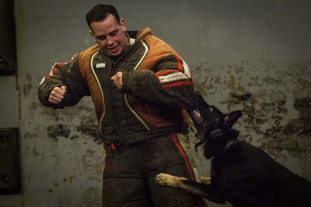 Lance Cpl. Ryan A. Harris, a rifleman with Fox Company, Battalion Landing Team, 2nd Battalion, 5th Marines, 31st Marine Expeditionary Unit is bit by Sjonnie, a military working dog aboard the USS Green Bay (LPD 20), Pacific Ocean, April 4, 2017. 31st MEU dog handlers and their military working dogs conducted a capabilities demonstration for the Marines and sailors of the USS Green Bay. As the Marine Corps' only continuously forward-deployed unit, the 31st Marine Expeditionary Unit's air-ground-logistics team provides a flexible force, ready to perform a wide range of military operations, from limited combat to humanitarian assistance operations, throughout the Indo-Asia-Pacific region. (U.S. Marine Corps photo by Lance Cpl. Jorge A. Rosales/ Released) 