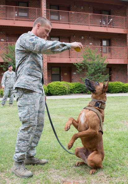 U.S. Air Force Senior Airman Brennen Fletcher, 7th Security Forces Squadron military working dog handler, tests his dog’s obedience with a ball at Dyess Air Force Base, Texas, April 12, 2017. MWDs are trained to protect their handler while working to detect explosives or drugs. (U.S. Air Force photo by Airman 1st Class Austin Mayfield)