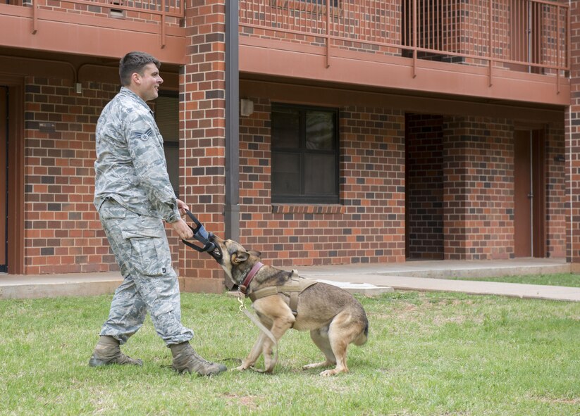 U.S. Air Force Senior Airman Sergio Mihai, 7th Security Forces Squadron military working dog handler, plays with his dog, Ddewey, at Dyess Air Force Base, Texas, April 12, 2017. During training and demonstrations, once a dog has performed his duties correctly and adequately, they are rewarded with a toy for complying with their handler. (U.S. Air Force photo by Airman 1st Class Austin Mayfield)