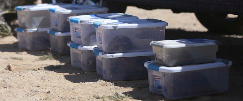 Desert tortoises wait to be moved to a recipient site during the Desert Tortoise translocation, April 10, 2017, which was facilitated by the Marine Corps Air Ground Combat Center, Twentynine Palms, Calif. The translocation, in accordance with the U.S. Fish and Wildlife Service-signed Biological Opinion, serves as a negotiated mitigation to support a congressionally mandated land expansion which, will afford the Combat Center the ability to conduct Large Scale Exercise training of a Marine Expeditionary Brigade-level force. (U.S. Marine Corps photo by Cpl. Medina Ayala-Lo)