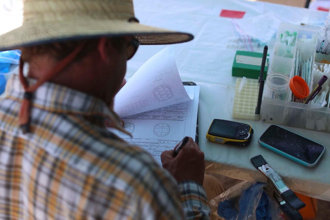 A biologist with Natural Resources and Environmental Affairs, conducts a health assessment during the Desert Tortoise translocation, April 10, 2017, which was facilitated by the Marine Corps Air Ground Combat Center, Twentynine Palms, Calif. The translocation, in accordance with the U.S. Fish and Wildlife Service-signed Biological Opinion, serves as a negotiated mitigation to support the mandated land expansion which will afford the Combat Center the ability to conduct Large Scale Exercise training featuring up to a Marine Expeditionary Brigade-level force. (U.S. Marine Corps photo by Cpl. Medina Ayala-Lo)