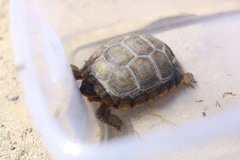 A desert tortoise is rehydrated as part of a health assessment during the Desert Tortoise translocation, April 10, 2017, which was facilitated by the Marine Corps Air Ground Combat Center, Twentynine Palms, Calif. The translocation, in accordance with the U.S. Fish and Wildlife Service-signed Biological Opinion, serves as a negotiated mitigation to support the mandated land expansion which will afford the Combat Center the ability to conduct Large Scale Exercise training featuring up to a Marine Expeditionary Brigade-level force. (U.S. Marine Corps photo by Cpl. Medina Ayala-Lo)