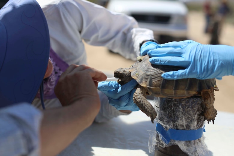Biologists with Natural Resources and Environmental Affairs, examine a desert tortoise as part of a health assessment during the Desert Tortoise translocation, April 10, 2017, which was facilitated by the Marine Corps Air Ground Combat Center, Twentynine Palms, Calif. The translocation, in accordance with the U.S. Fish and Wildlife Service-signed Biological Opinion, serves as a negotiated mitigation to support a congressionally mandated land expansion which, will afford the Combat Center the ability to conduct Large Scale Exercise training of a Marine Expeditionary Brigade-level force. (U.S. Marine Corps photo by Cpl. Medina Ayala-Lo)