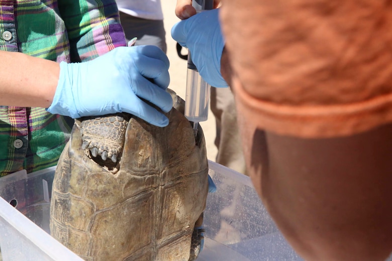 Biologists with Natural Resources and Environmental Affairs rehydrate a desert tortoise as part of a health assessment during the Desert Tortoise translocation, April 12, 2017, which was facilitated by the Marine Corps Air Ground Combat Center, Twentynine Palms, Calif. The translocation, in accordance with the U.S. Fish and Wildlife Service-signed Biological Opinion, serves as a negotiated mitigation to support a congressionally mandated land expansion which, will afford the Combat Center the ability to conduct Large Scale Exercise training of a Marine Expeditionary Brigade-level force. (U.S. Marine Corps photo by Cpl. Medina Ayala-Lo)