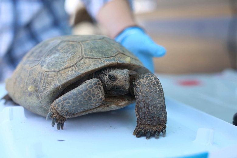 Biologists with Natural Resources and Environmental Affairs examine a desert tortoise as part of a health assessment during the Desert Tortoise translocation, April 12, 2017, which was facilitated by the Marine Corps Air Ground Combat Center, Twentynine Palms, Calif. The translocation, in accordance with the U.S. Fish and Wildlife Service-signed Biological Opinion, serves as a negotiated mitigation to support a congressionally mandated land expansion which, will afford the Combat Center the ability to conduct Large Scale Exercise training of a Marine Expeditionary Brigade-level force. (U.S. Marine Corps photo by Cpl. Medina Ayala-Lo) (U.S. Marine Corps photo by Cpl. Medina Ayala-Lo)