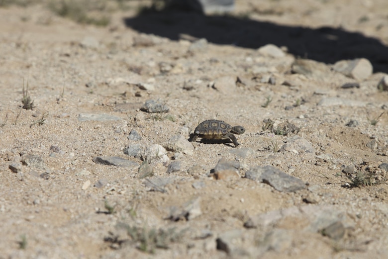 A 6-month old desert tortoise eats aboard Marine Corps Air Ground Combat Center, Twentynine Palms, Calif., April 12, 2017. The Tortoise Research and Captive Rearing Site is a long-term assessment of how to protect nests, hatchlings and juveniles until they grow resilient enough to endure the harsh physical environment, resist most predation and mature to fully-functional adults that produce offspring and support the population. (U.S. Marine Corps photo by Lance Cpl. Natalia Cuevas)